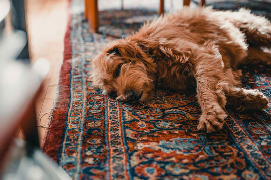 Pets Love Oriental Rugs Too