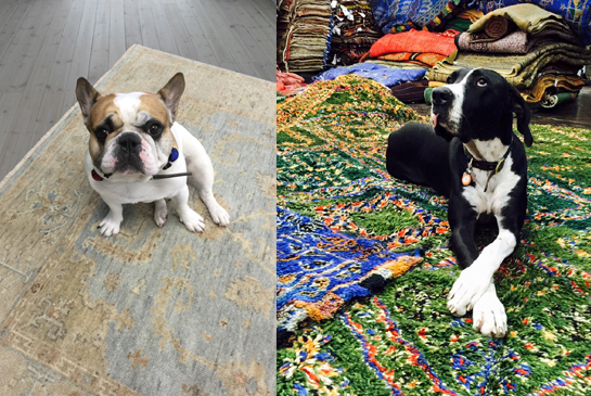 Esmaili Rugs Dallas, Are Wool Rugs Good For Dogs