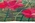 4 x 5 Ingrid Nilsson Olsson Vintage Swedish Tapestry 78501