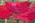 4 x 5 Ingrid Nilsson Olsson Vintage Swedish Tapestry 78501