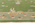 9 x 12 Modern Green Chinese Art Deco Rug 30921