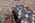 5 x 8 Erik Lundberg Vintage Swedish Rollakan Rug 79061