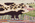2 x 3 Vintage Gloucester Old Spot Pig Hooked Rug 79267