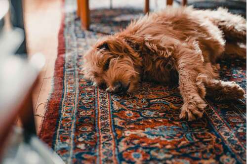 Oriental Rugs Pets Dogs Cats